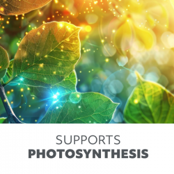 5902201382969 Żarówka do roślin LED PLANTY 40W E27 1200K Kobi Design GROW