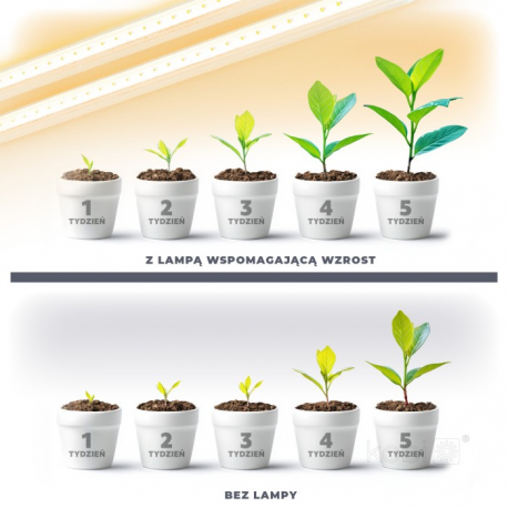 5907178003237 Lampa do roślin LED GROWLY 2x8,5W Kobi Design